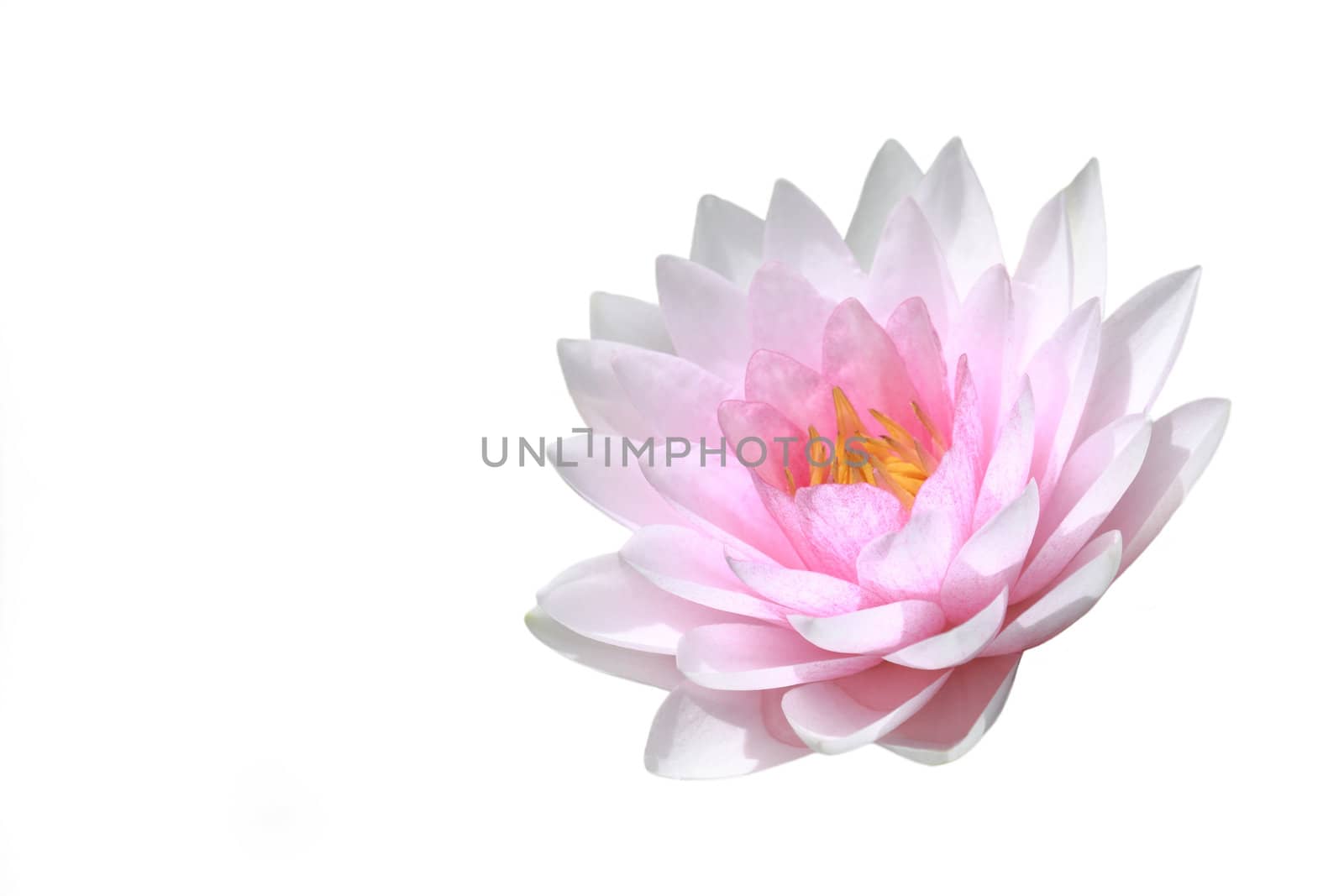 water lily, lotus by happystock
