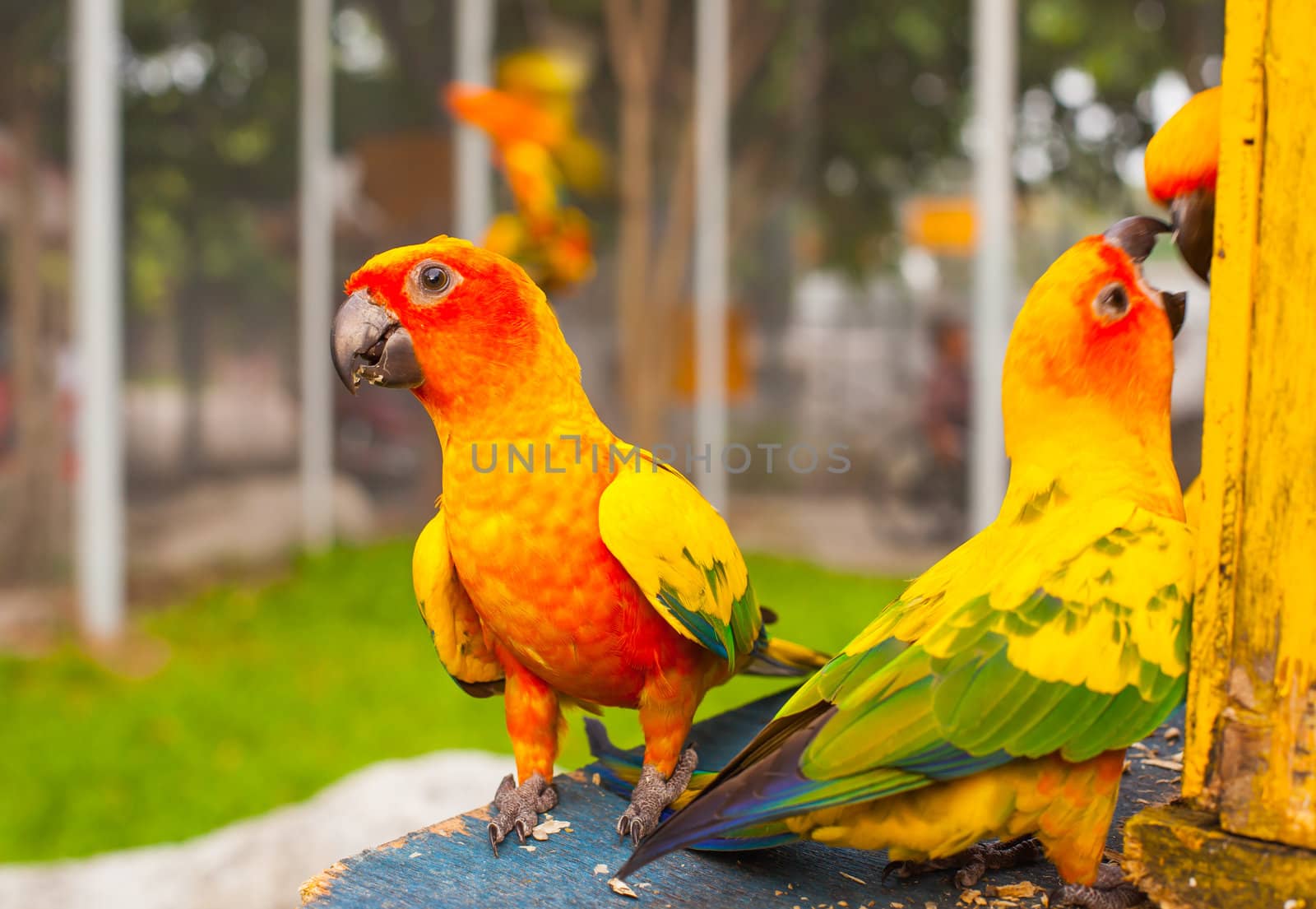 yellow parrots are seatting on the branch