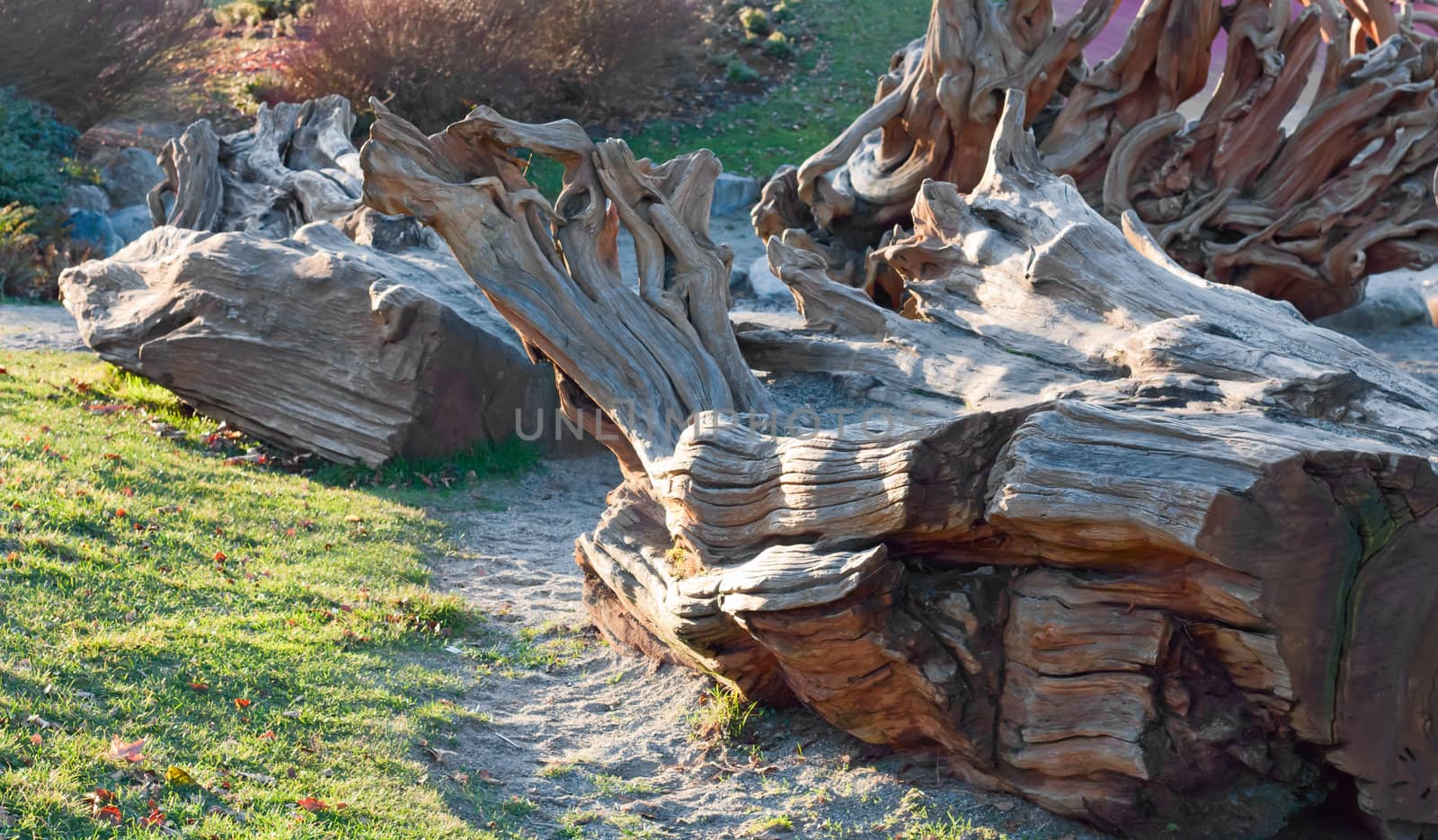 Photo of old dried fallen tree at sunset.