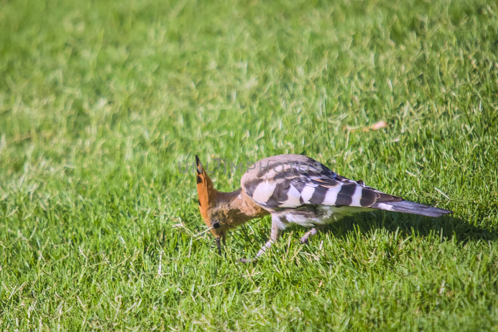 funny bird. hoopoe, upupa epops by steirus