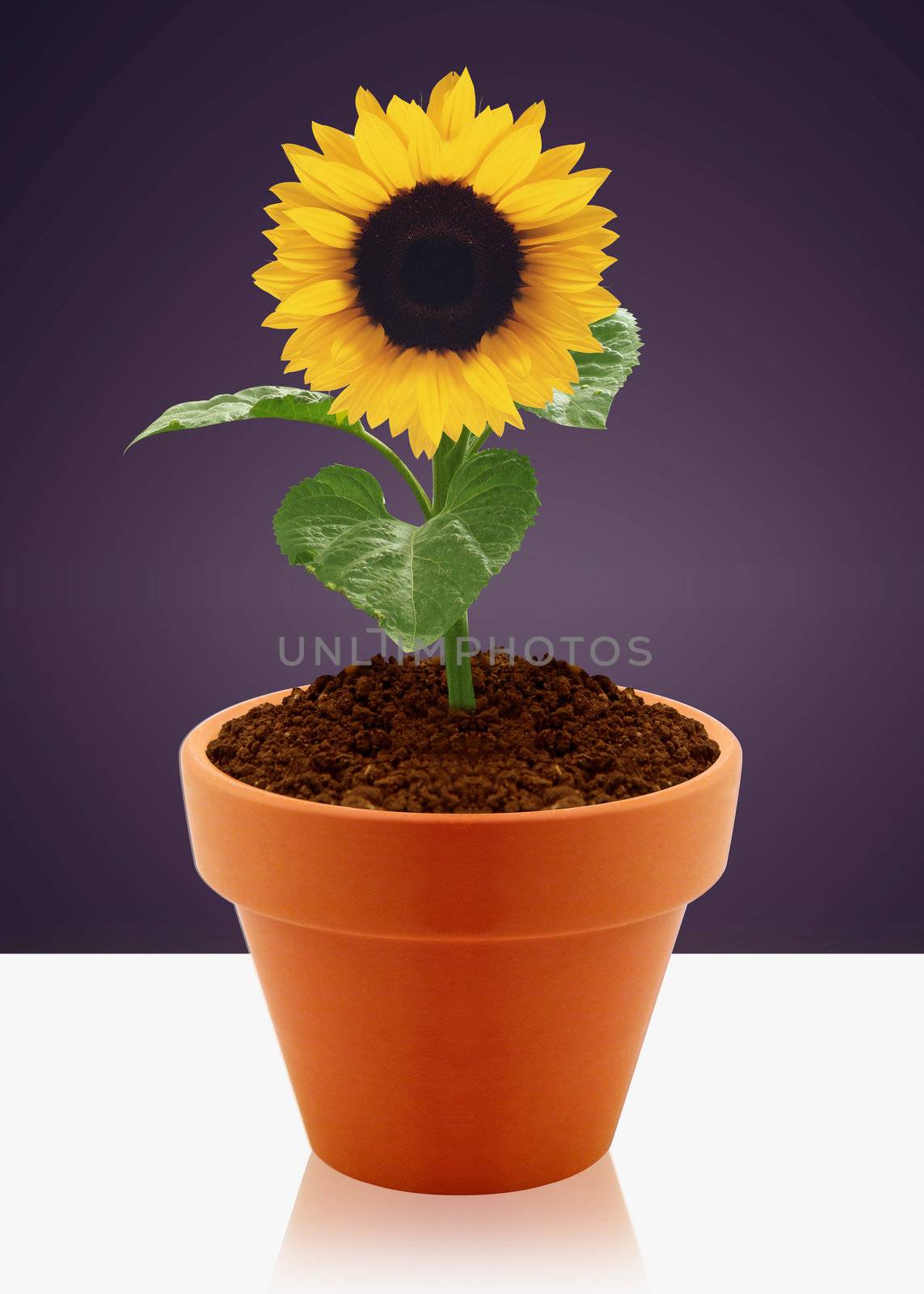 sunflower in small garden pot.