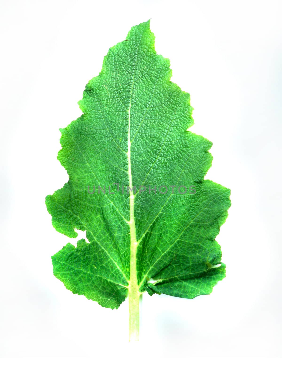 Macro photo of leaf of a plant, green and fresh