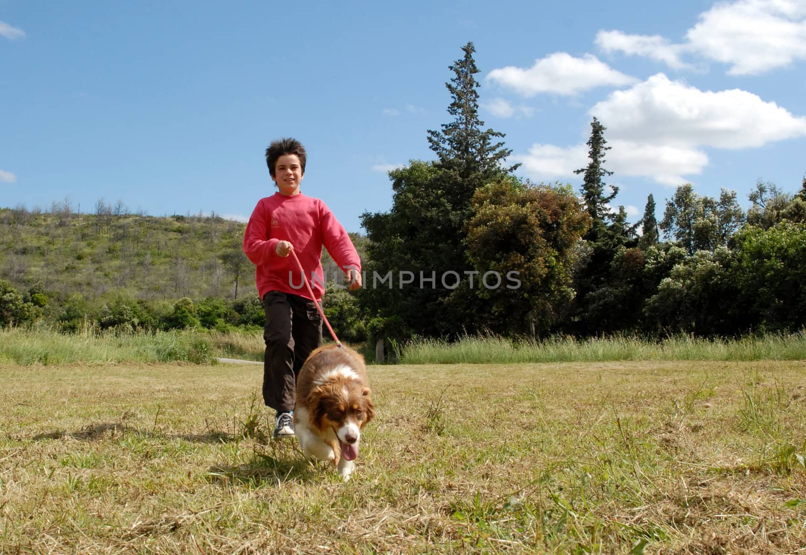 a little girl walk her australian sheepdog in a field