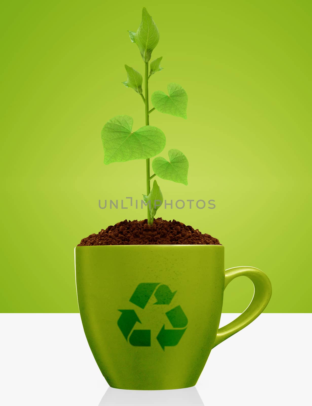 Young plant with heart shape leaves growing in green mug,with recycle sign.