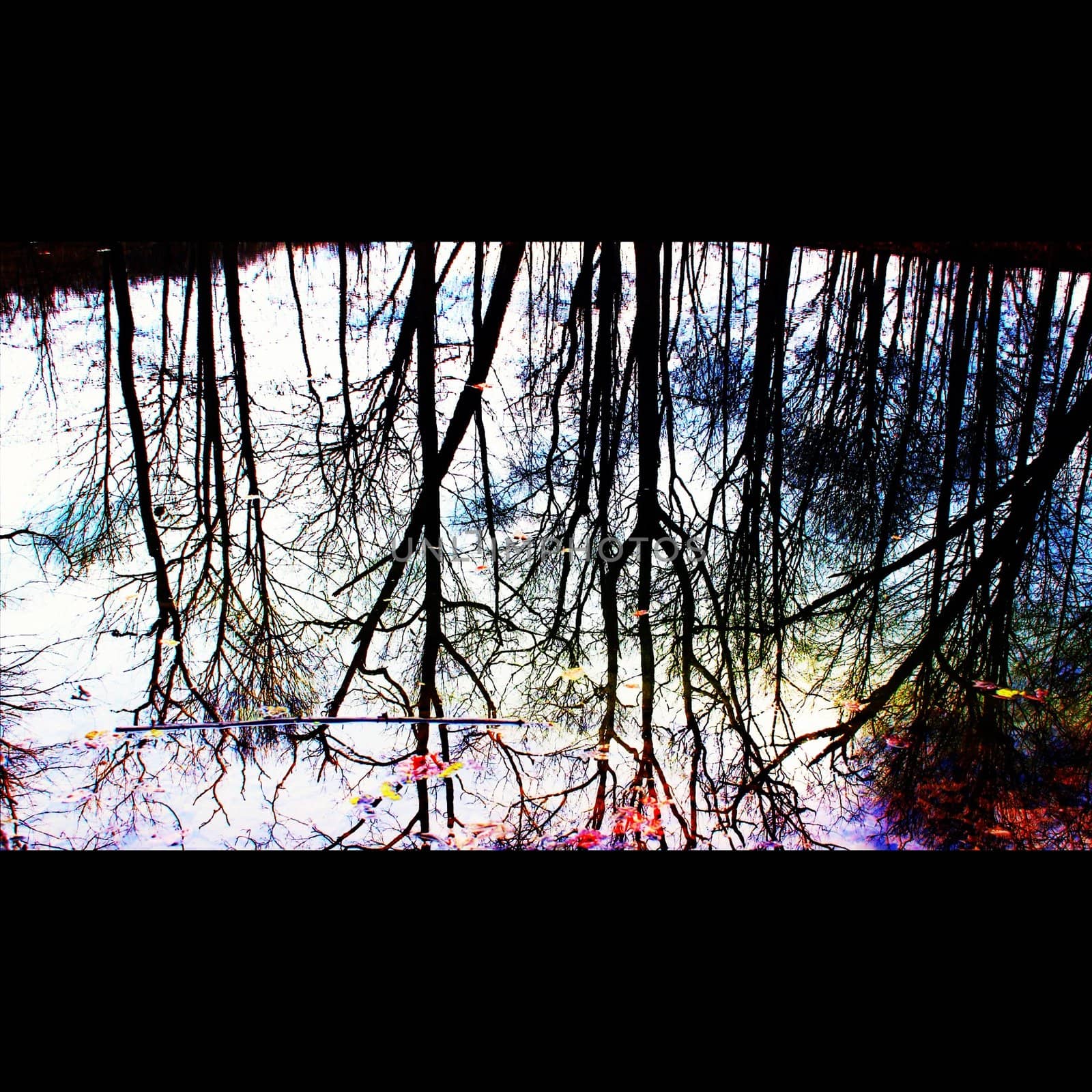 trees reflecting in a pond