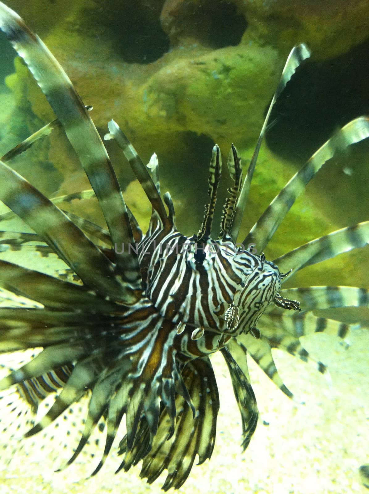 lionfish proudly displaying its barbs