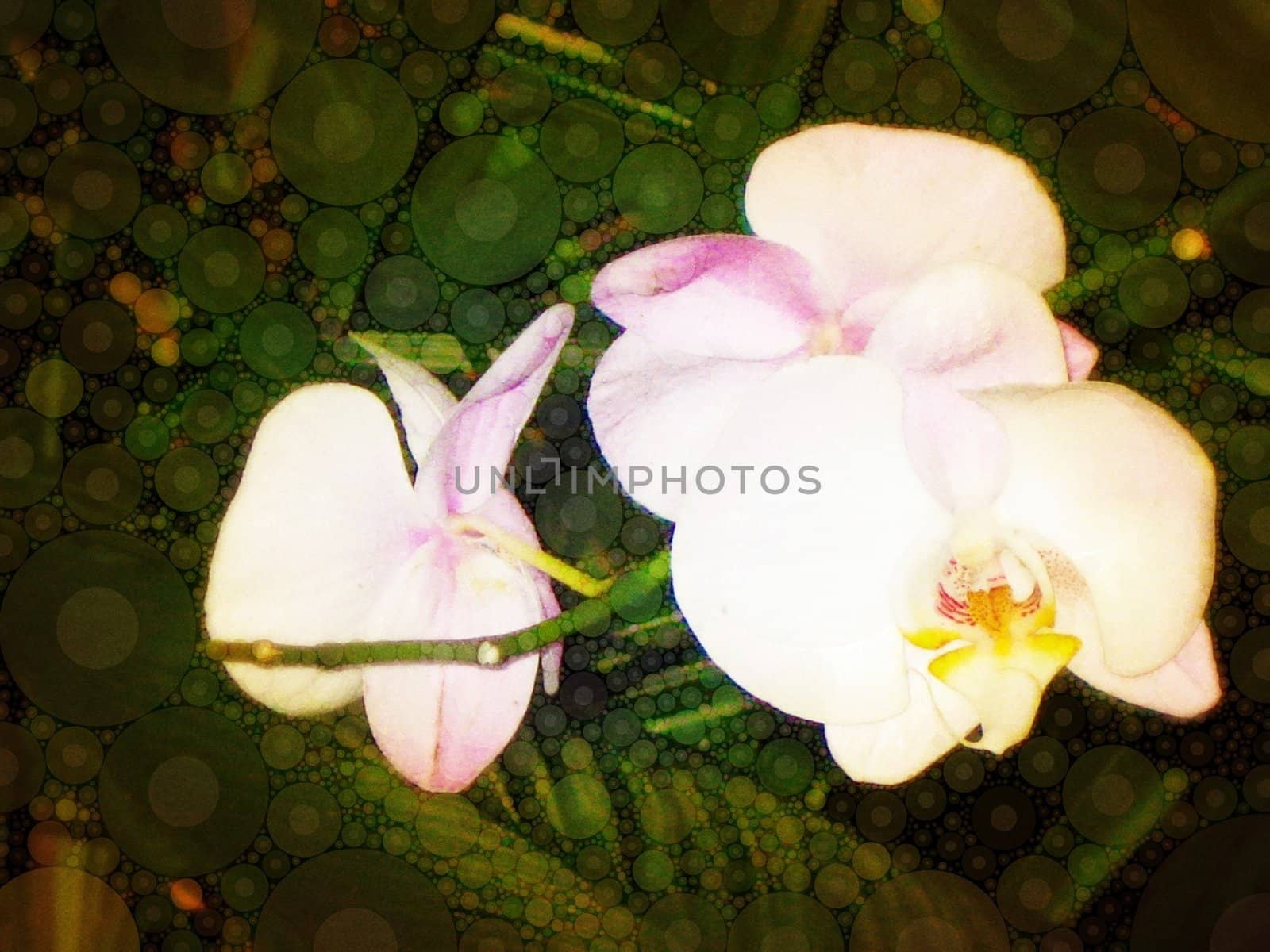 Orchid blooms edited