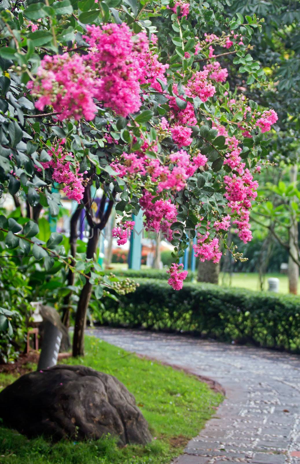 Its scientific name is Lagerstroemia indica flowers