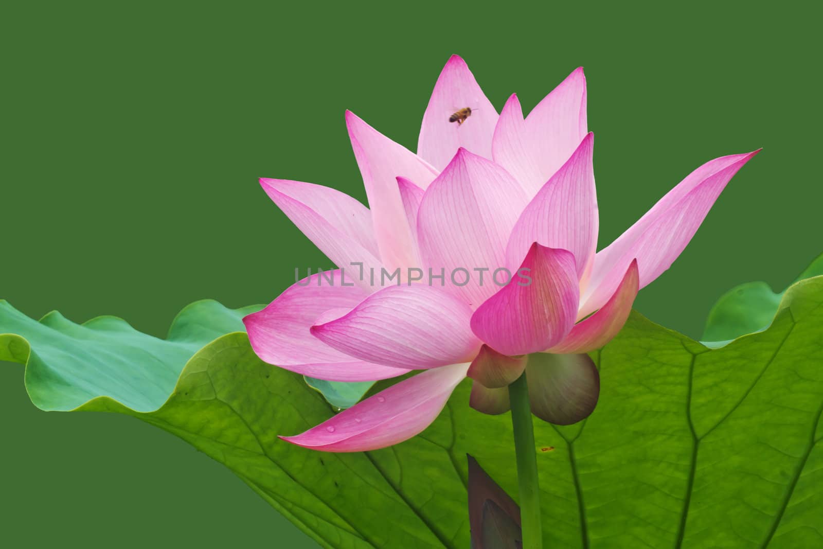lotus by xfdly5