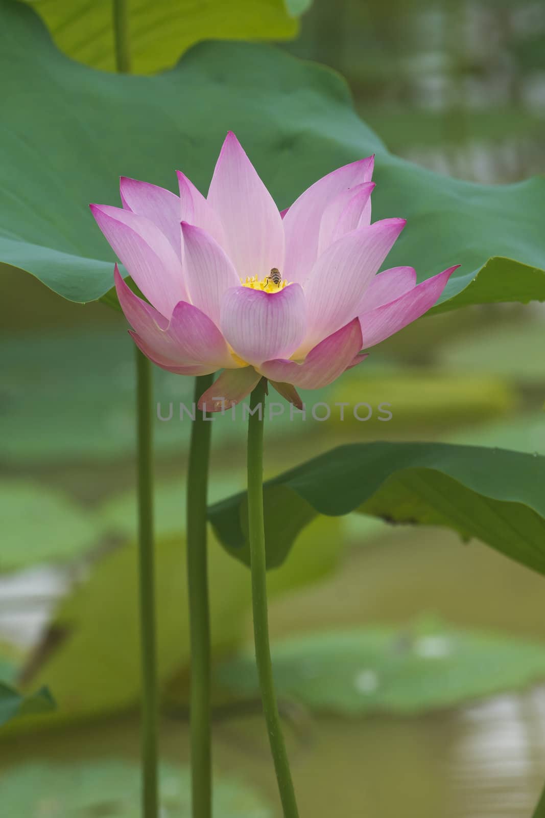 Lotus in full bloom in the summer