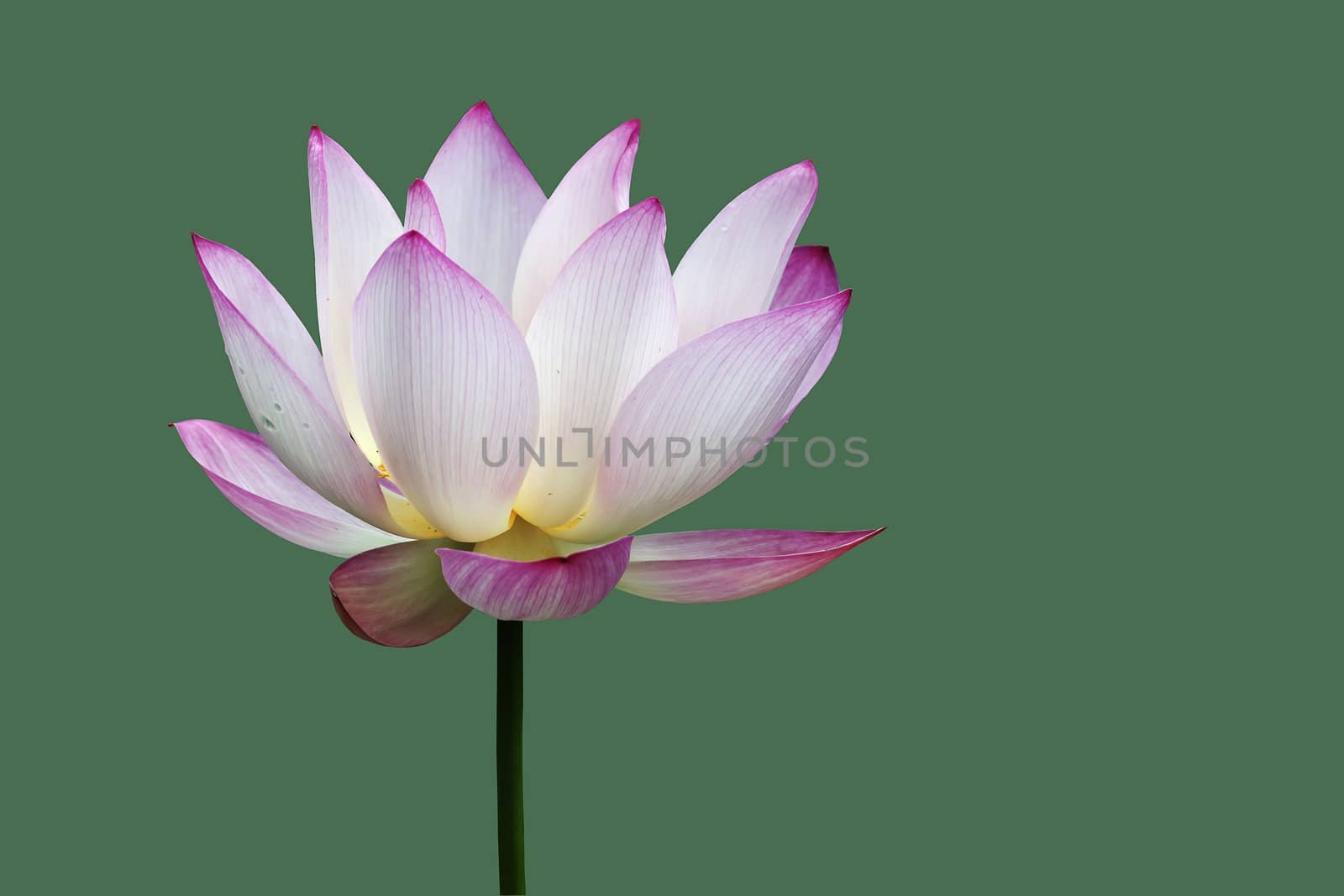 lotus by xfdly5