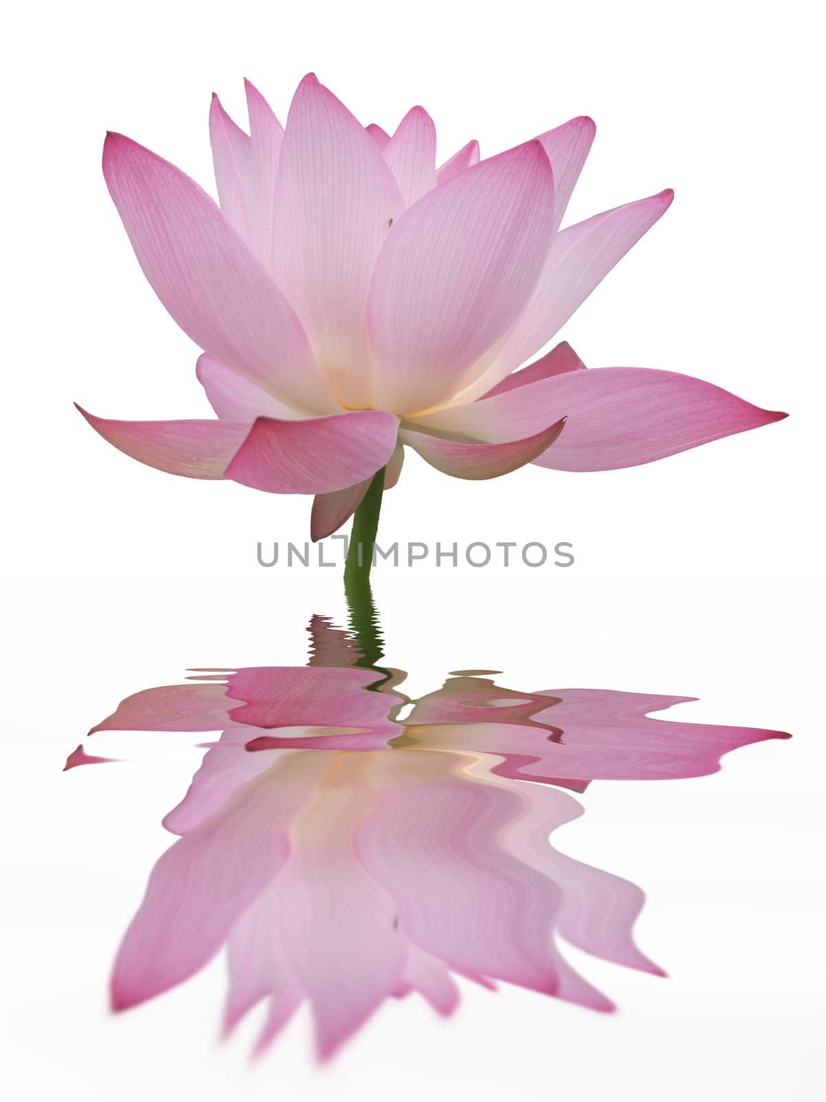 Lotus in full bloom in the summer