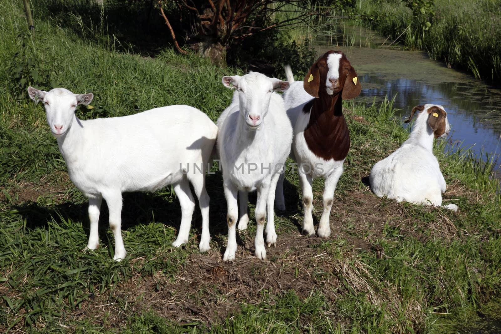 four goats in grassy meadow behind ditch
