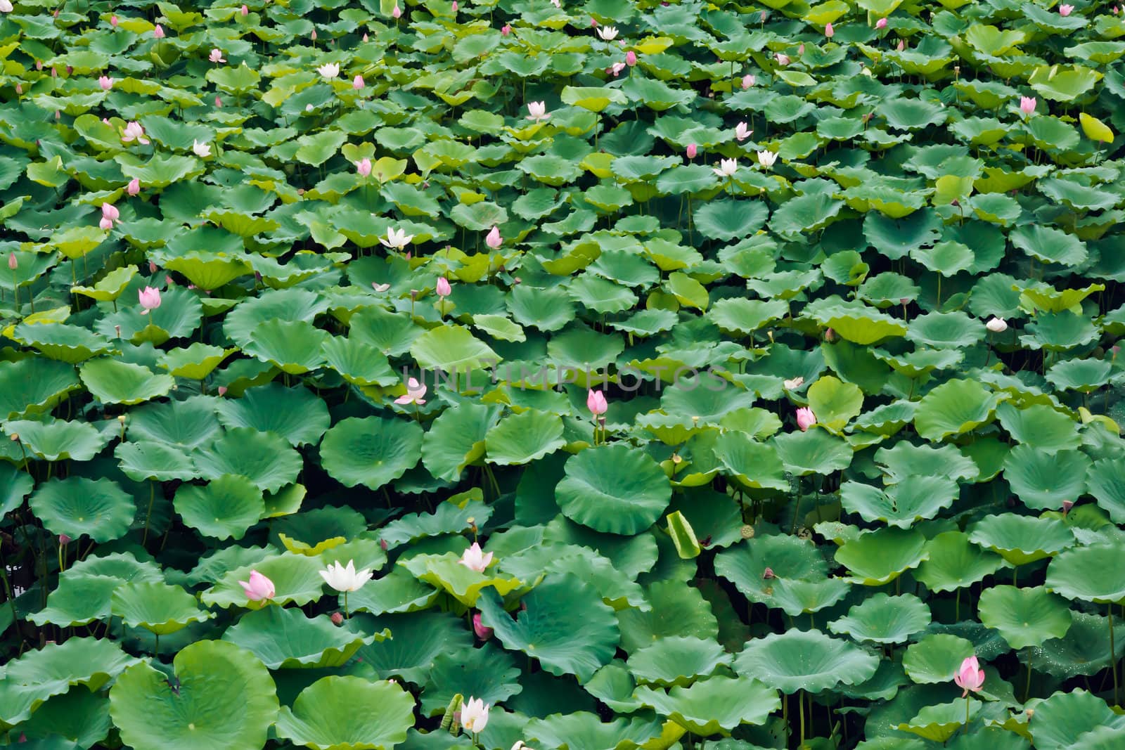 Lotus in full bloom in the summer