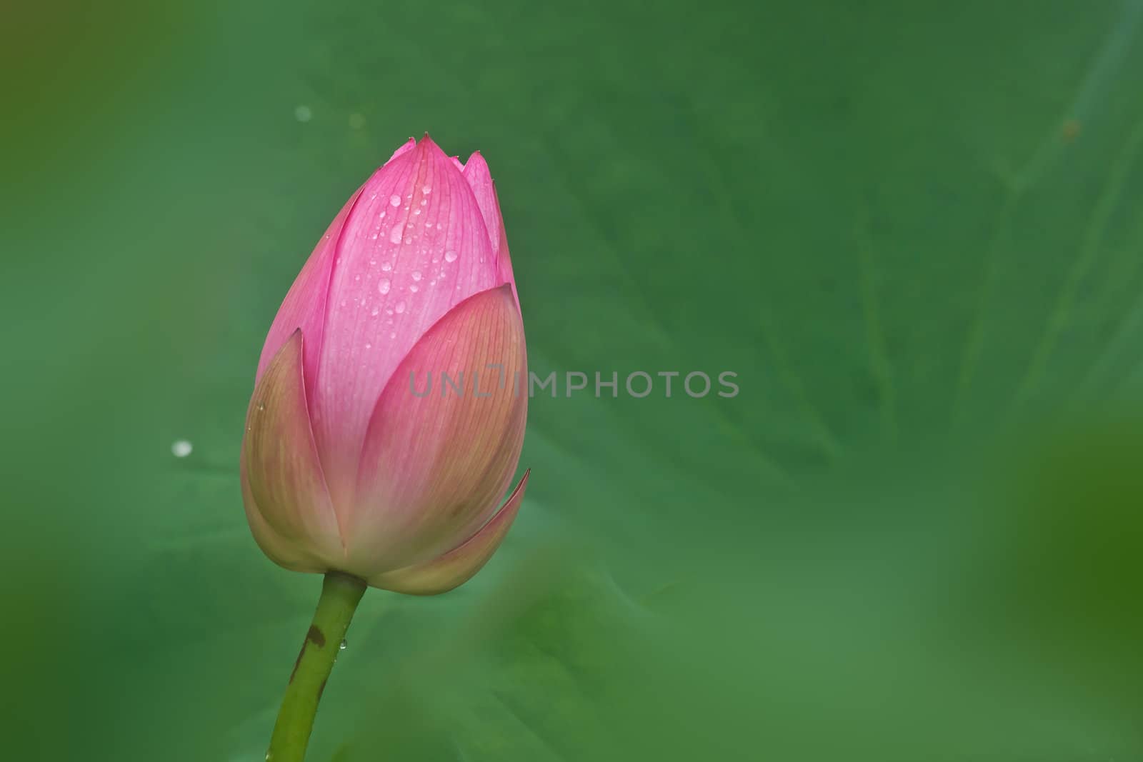 Lotus in full bloom in the summer