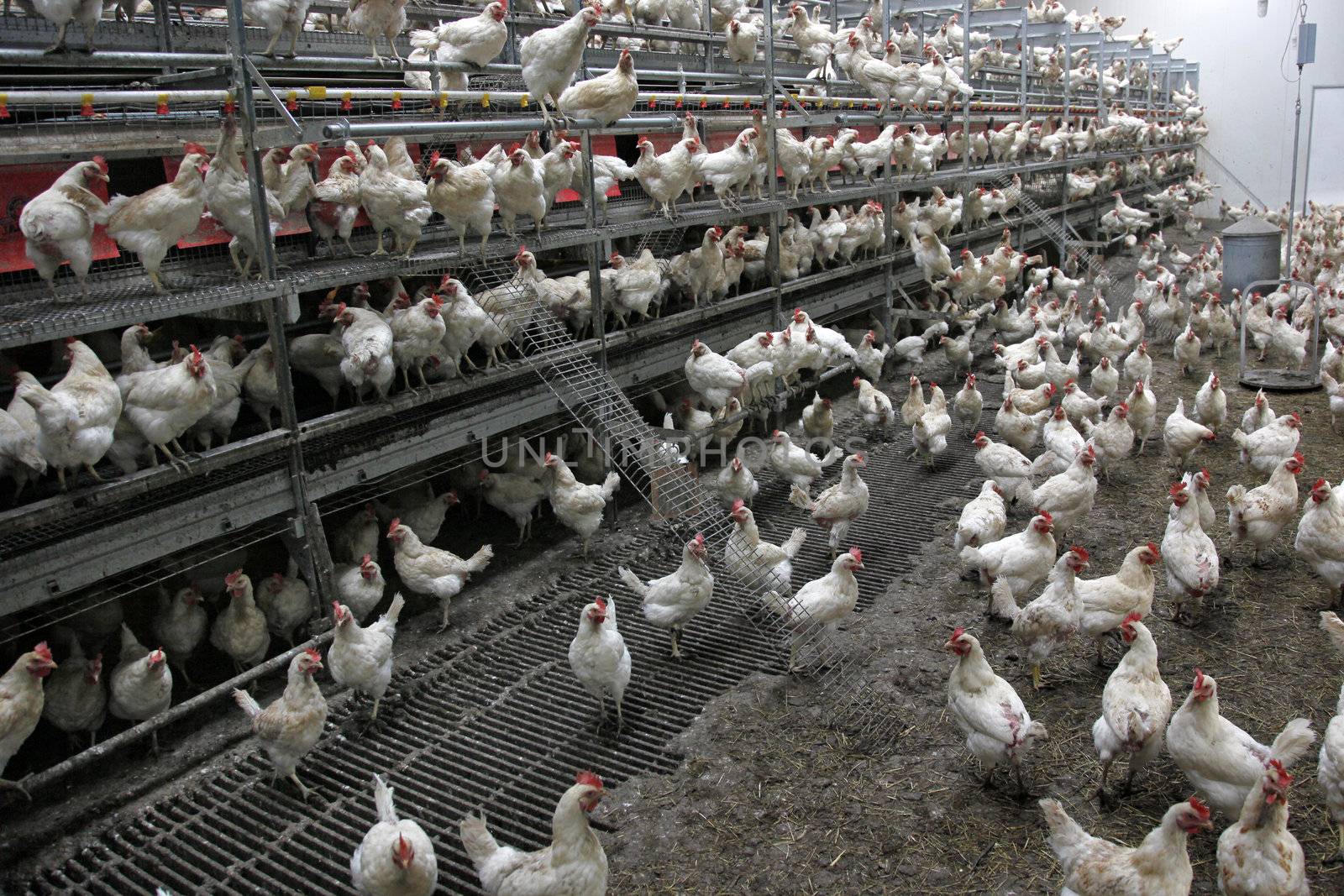 lot of biological chicken in barn of chicken farm