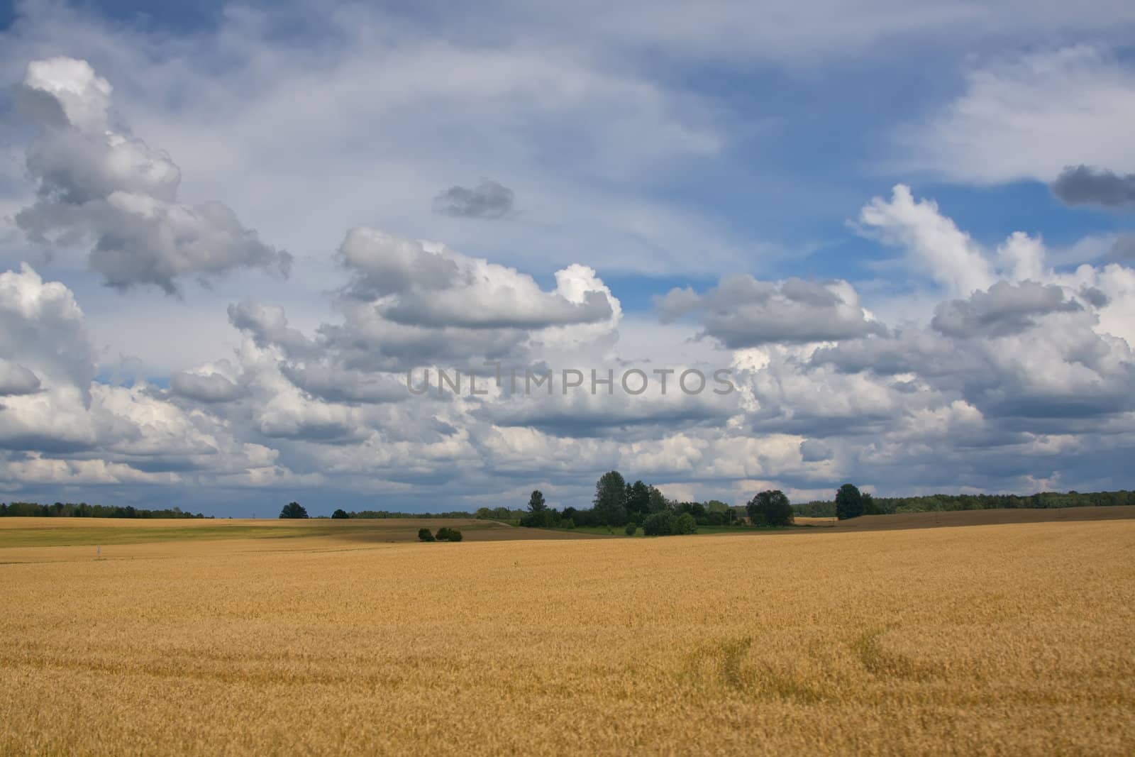 Lithuania summer land sky horizon