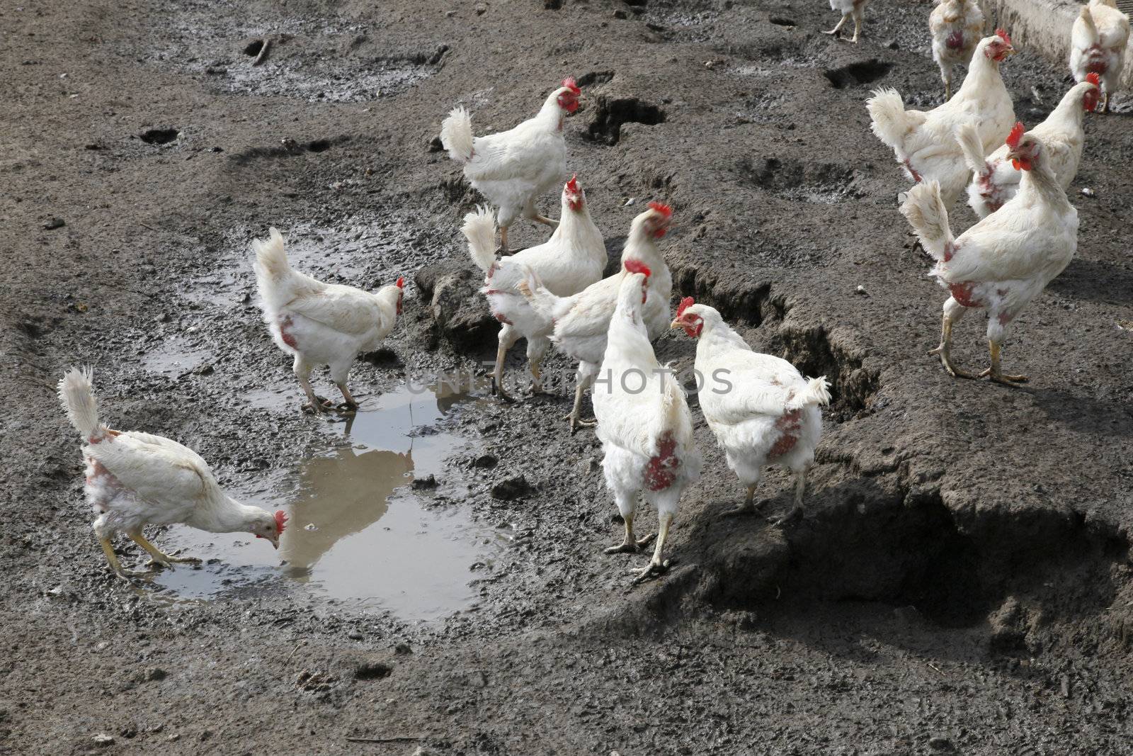 biological chickens in mud and puddle