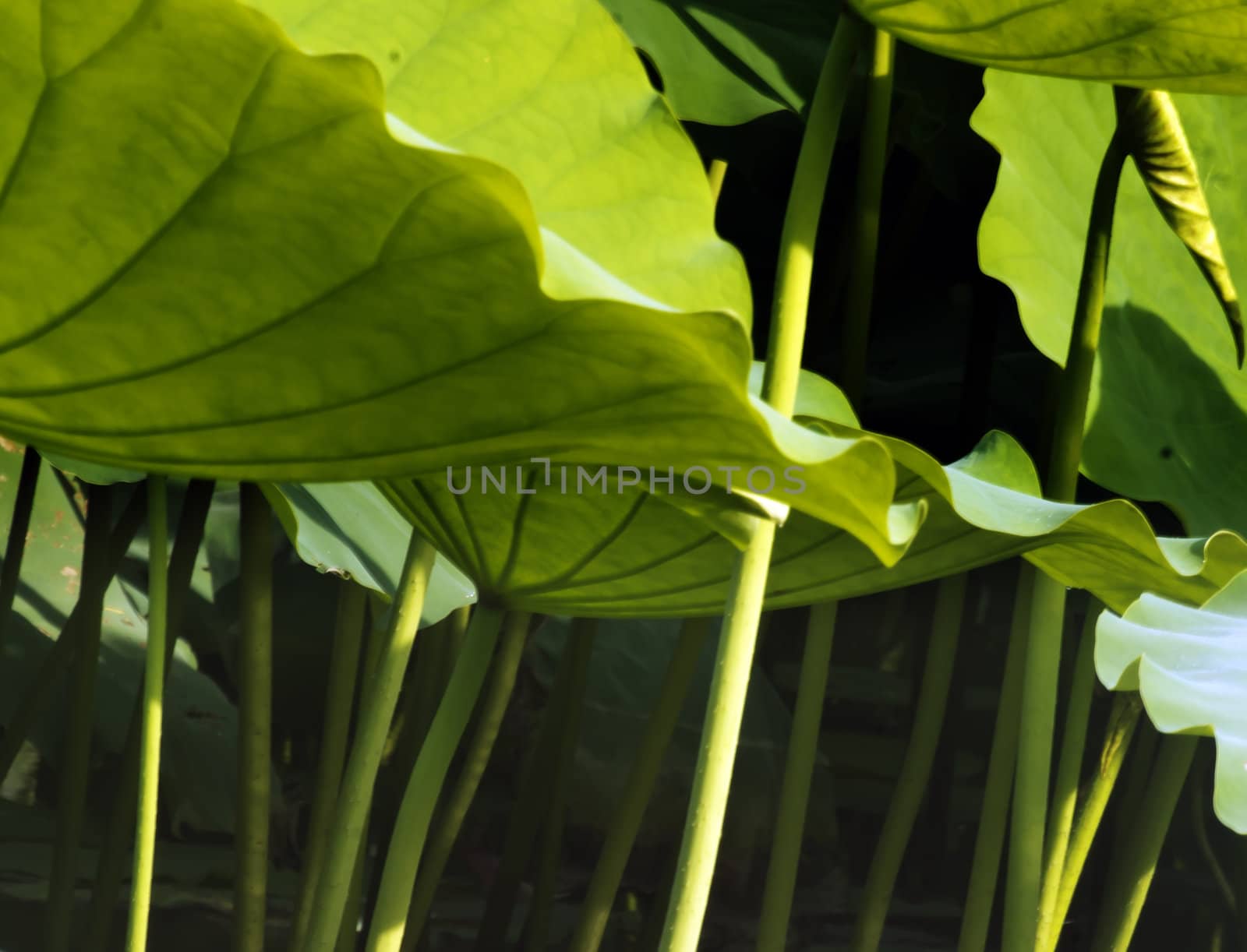Intensive pond of lotus leaves