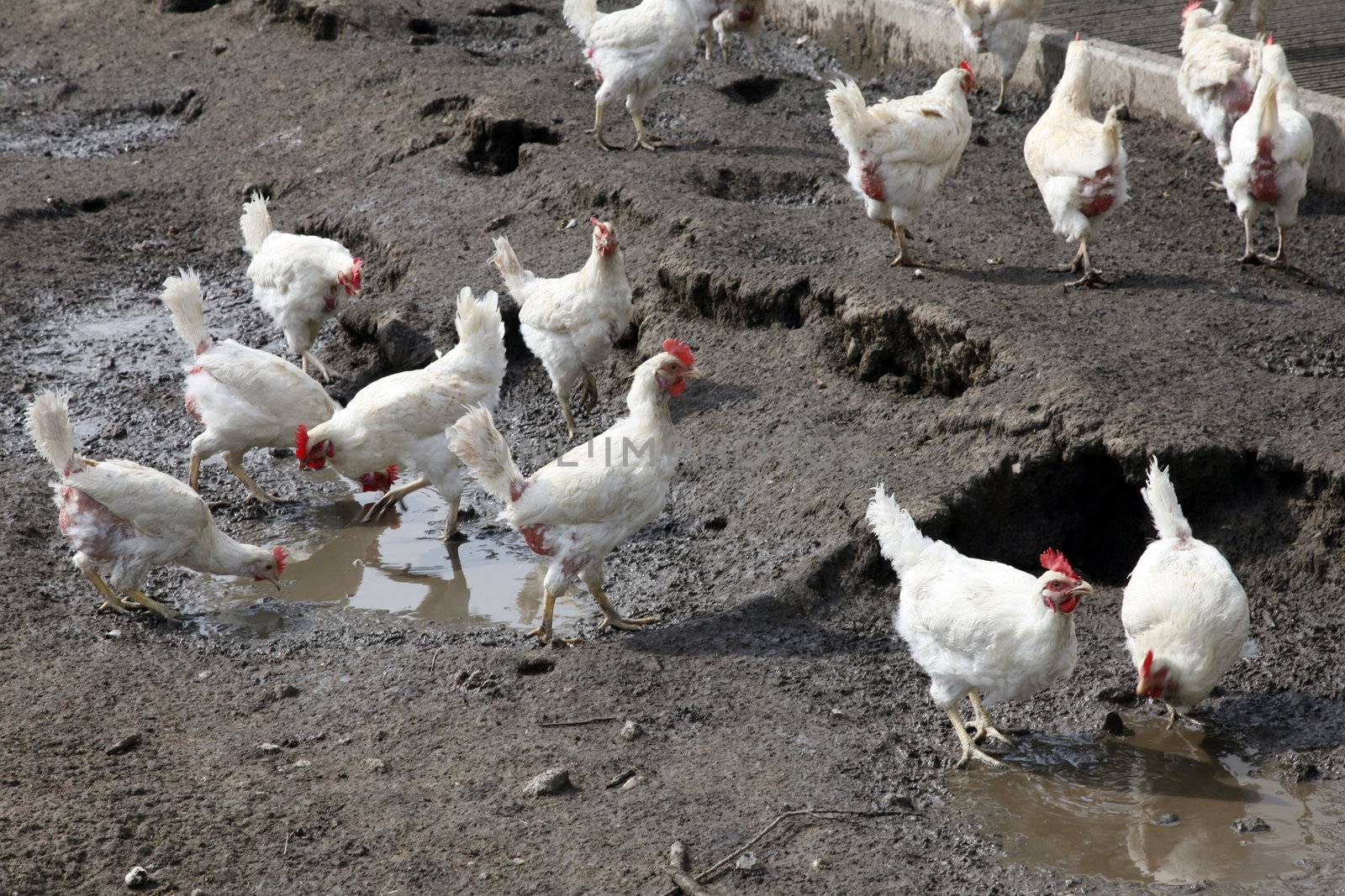 chickens in the mud on biological farm