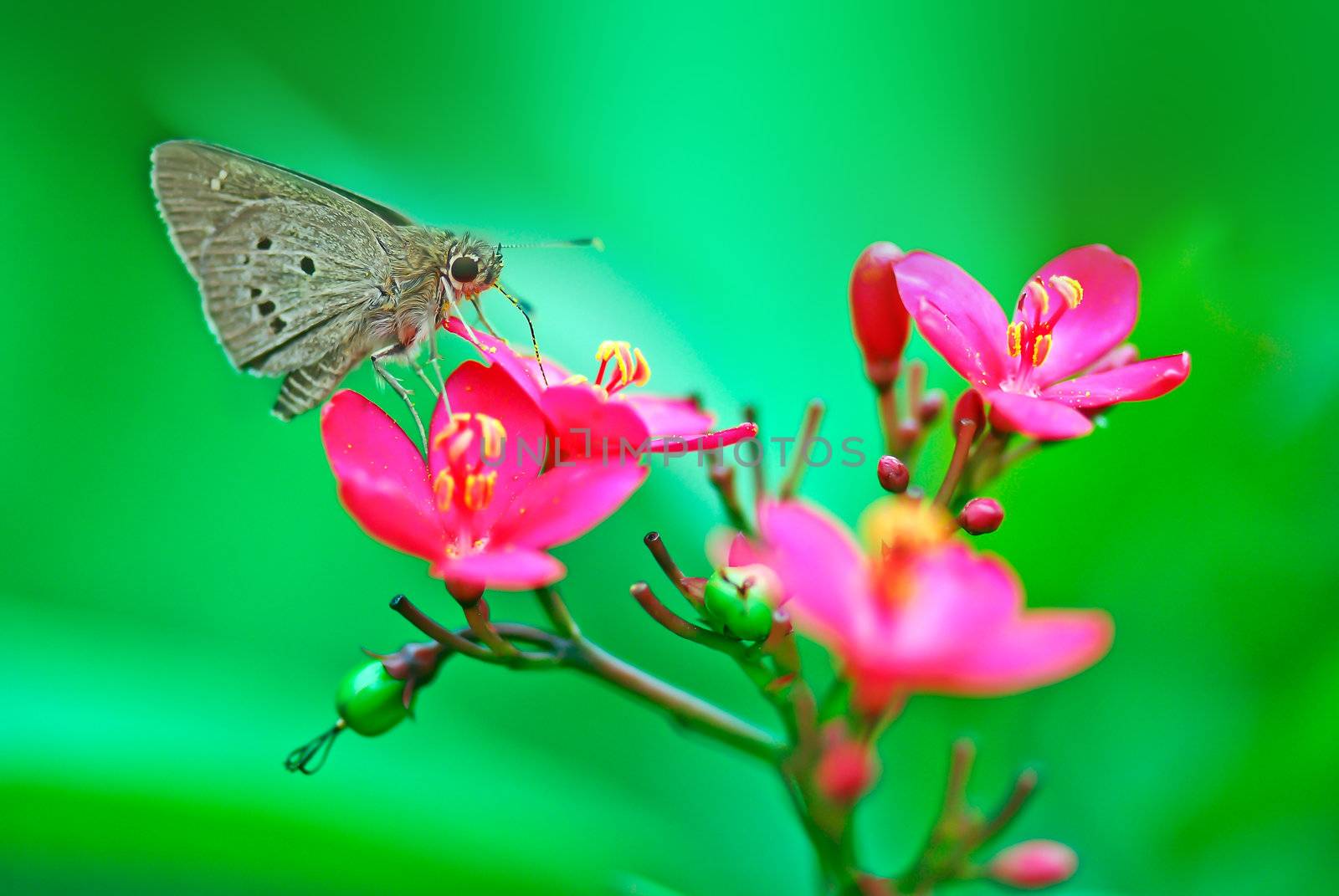 Butterflies stop in Jatropha integerrima