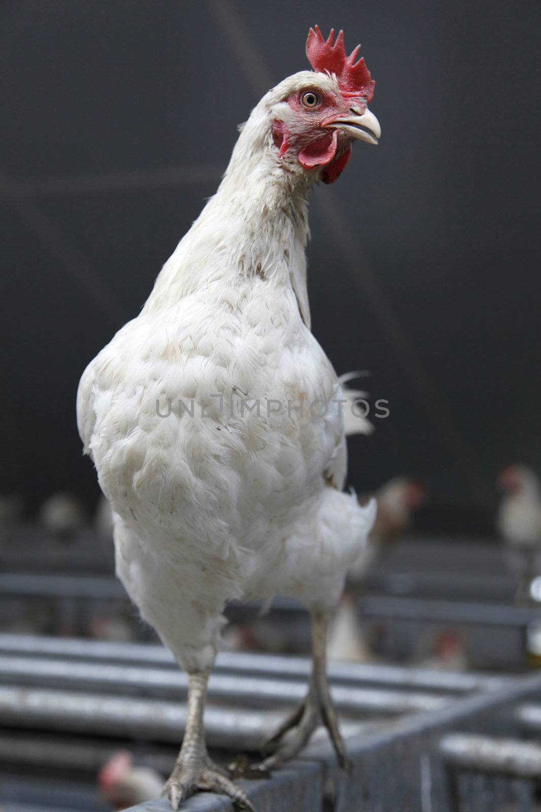 white chicken proudly parading in chicken barn