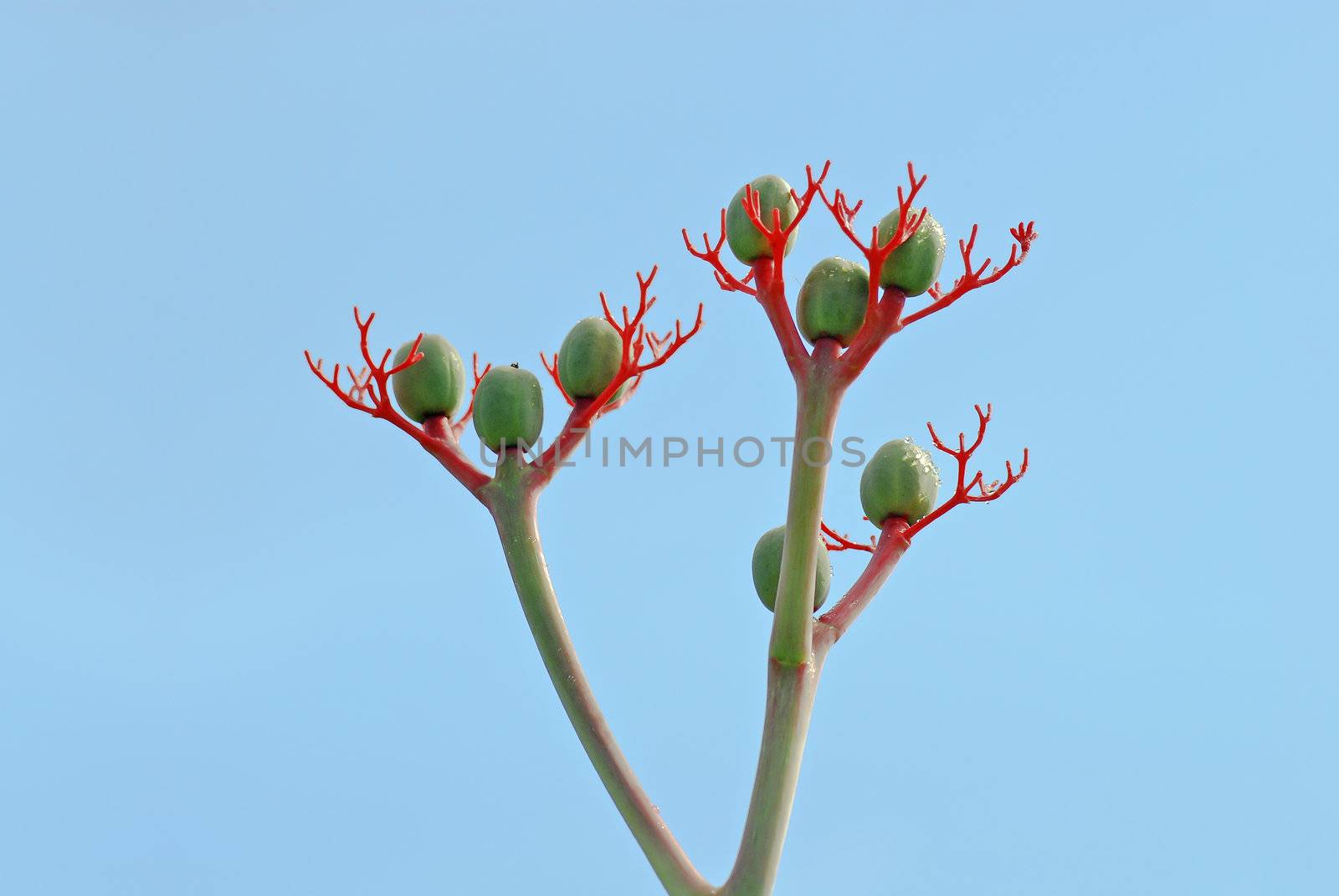 Its scientific name is Jatropha Podagrica