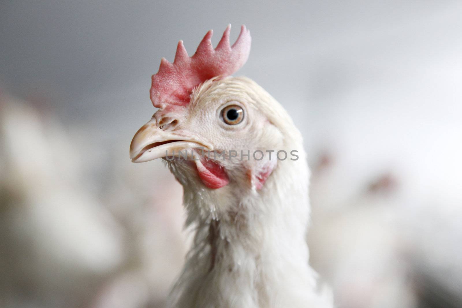 portrait of a chicken with unsharp chickens in the background