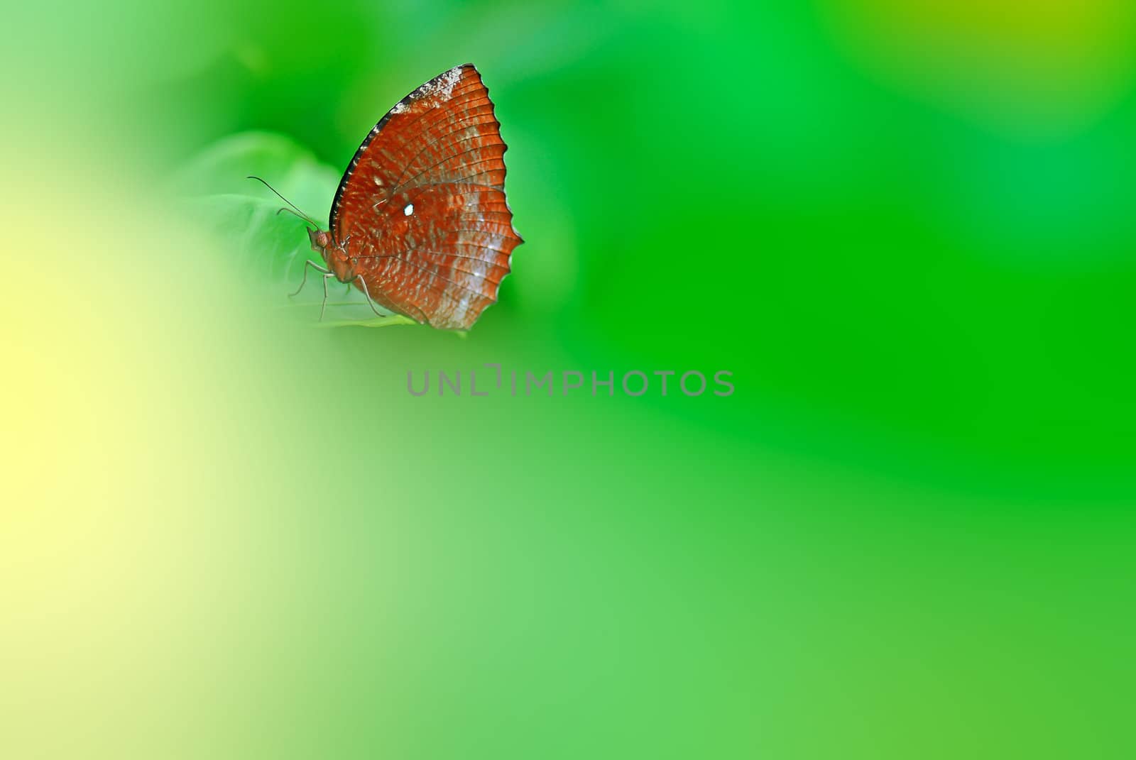 Brown butterfly on a green background