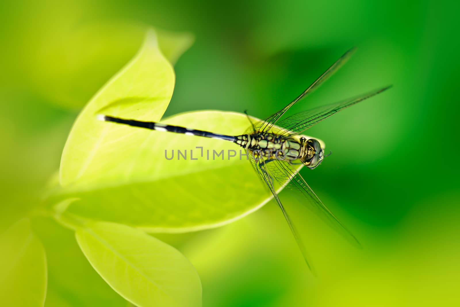 Dragonfly rest in the grass  leaves