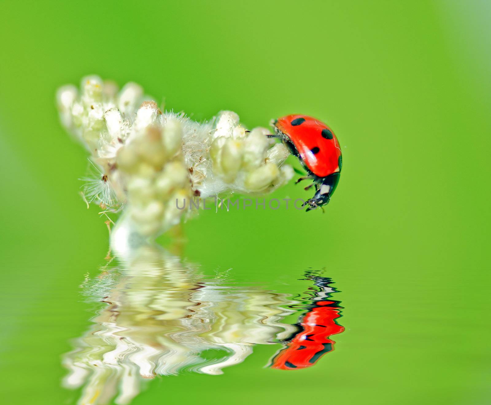 Red ladybug spend parked in the white flower
