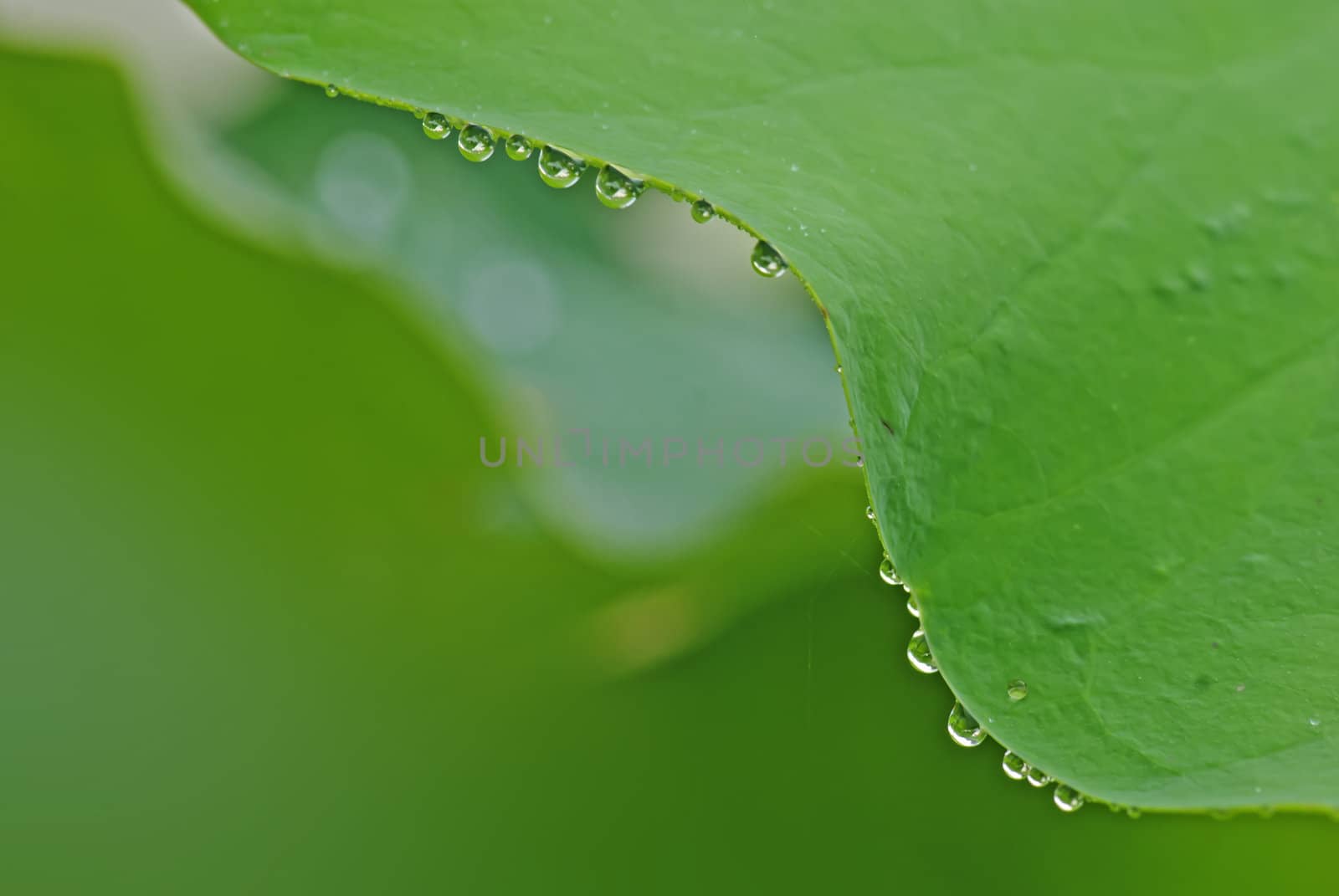 Lotus leaf with water droplets by xfdly5