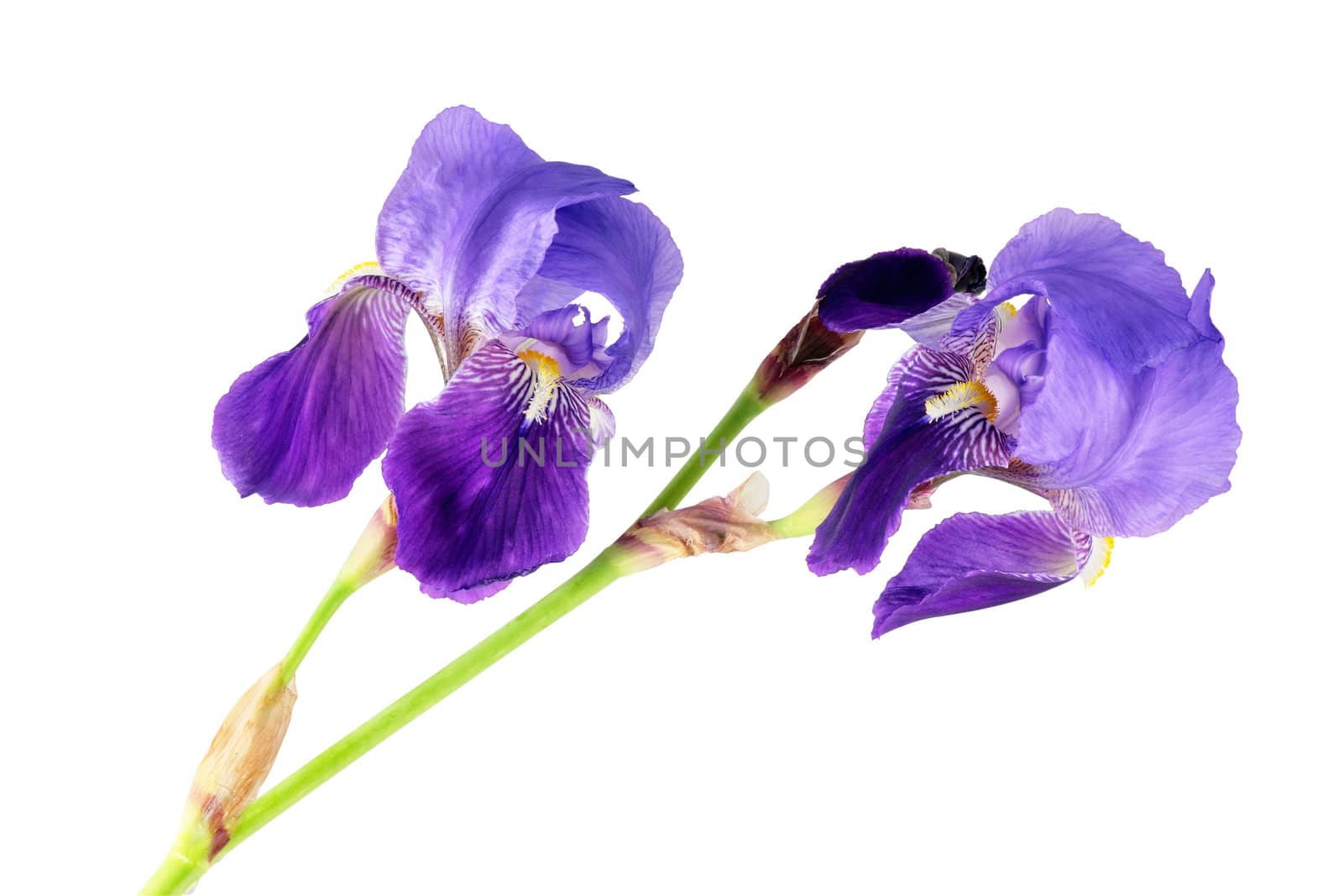 wild lily flowers of purple color cut and isolated