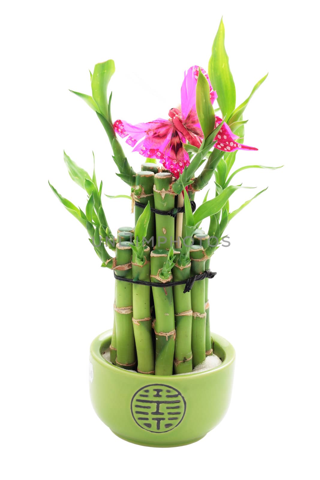 lucky bamboo in bowl with green and pink butterfly cut off and isolated