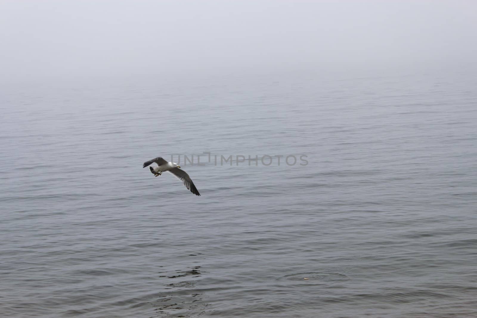 Seagulls in a fog by selezenj