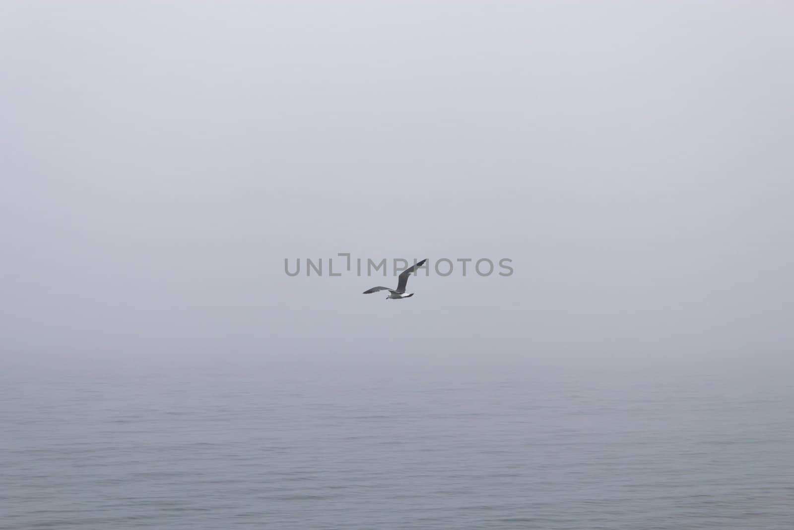 Seagulls in a fog by selezenj