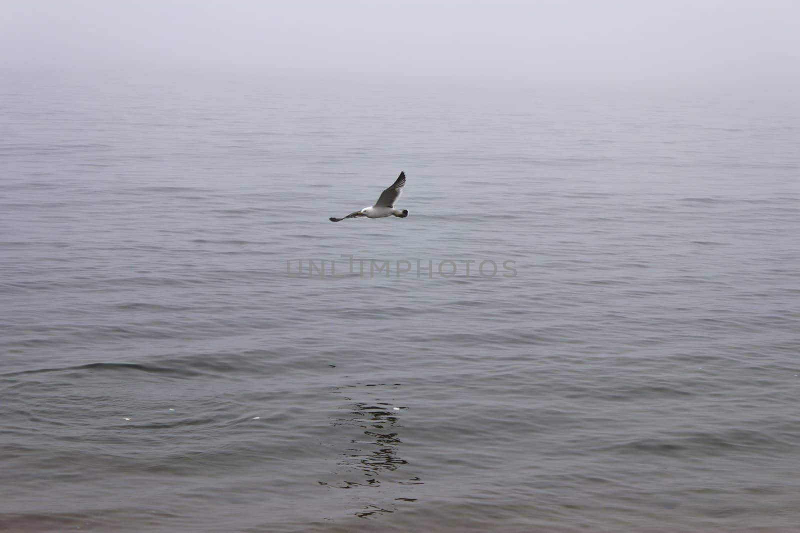 Seagulls in a fog early in the morning