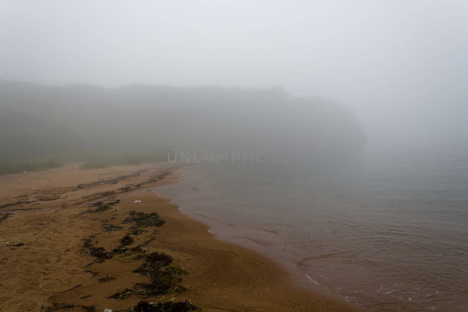 The foggy seashore with the rock and trees