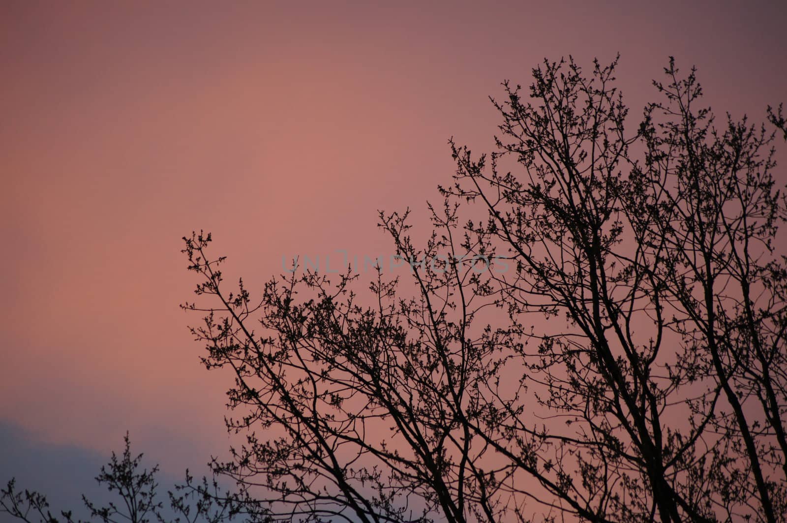 Beautiful scarlet clouds on a decline