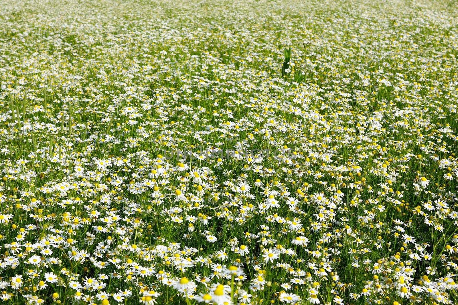 field with plenty chamomiles flowers in summer