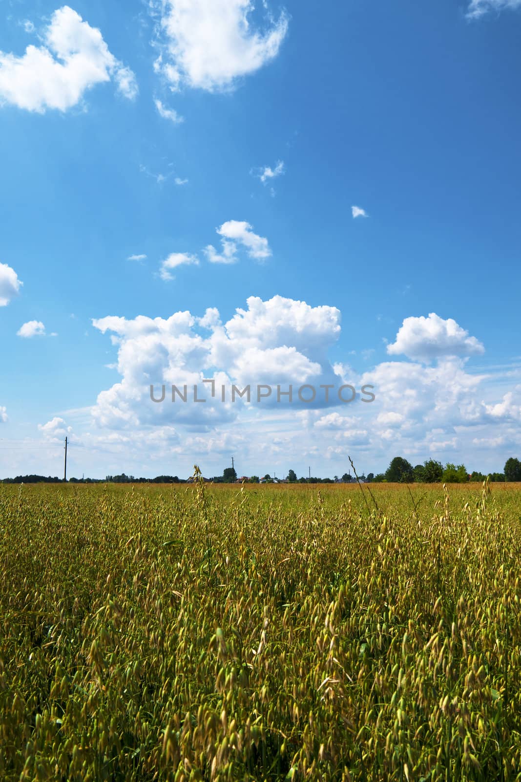 Grain field, sky and distant trees.