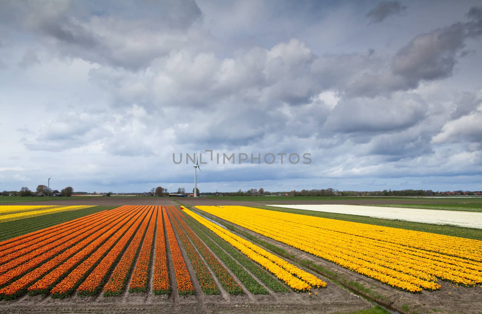 big fields with prange and yellow tulips, nice clouded sky and windmill
