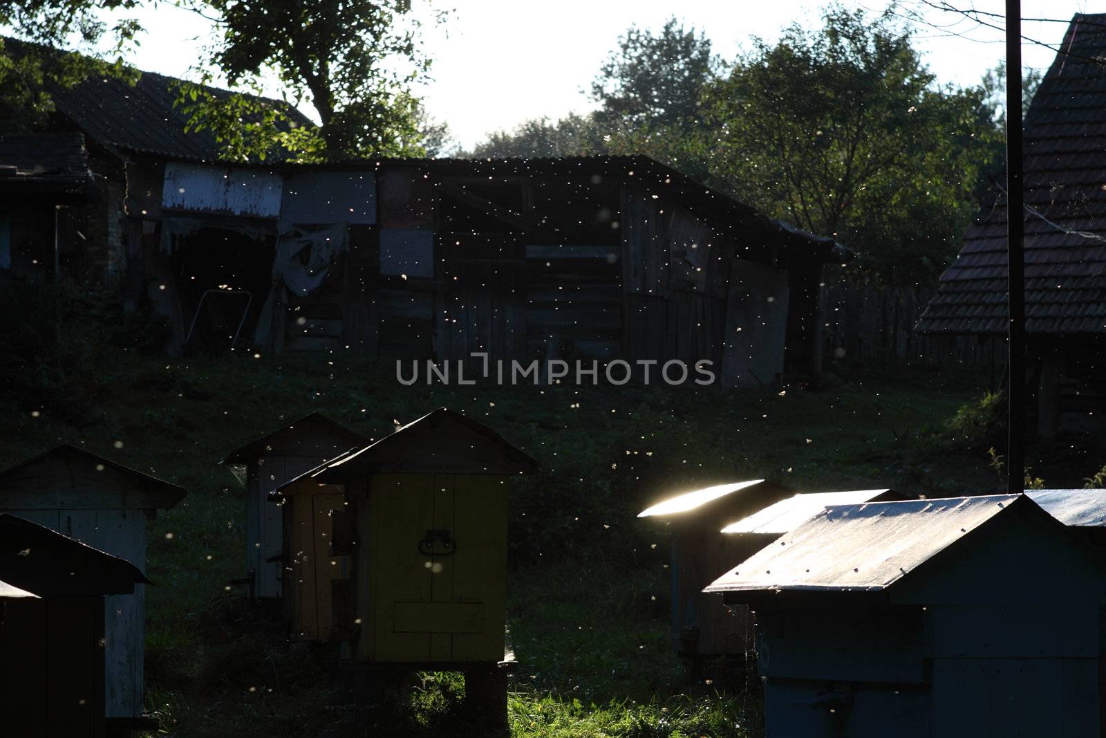 apiary with flying bees against sun