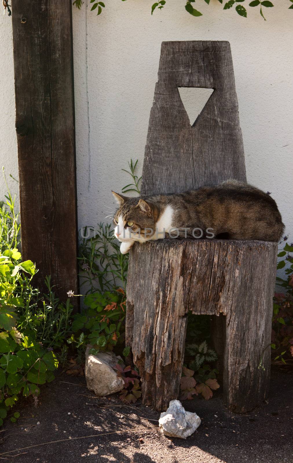 cat relaxing on wooden chair by catolla