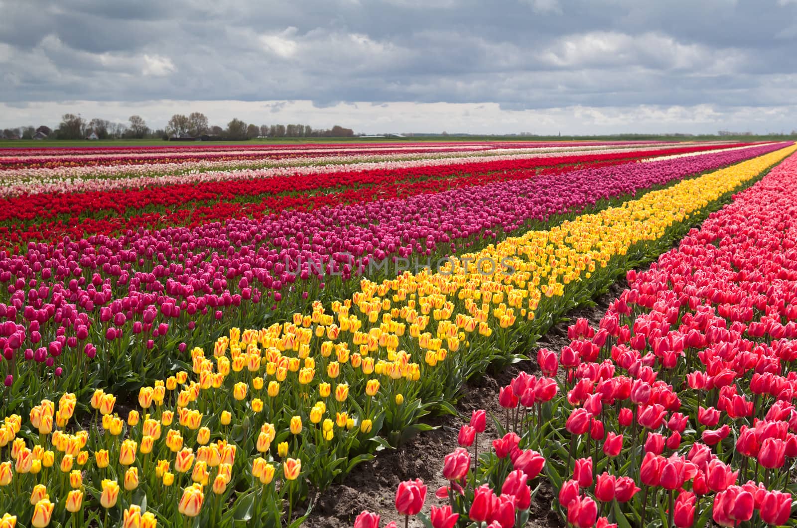 colorful field with rows of tulips by catolla