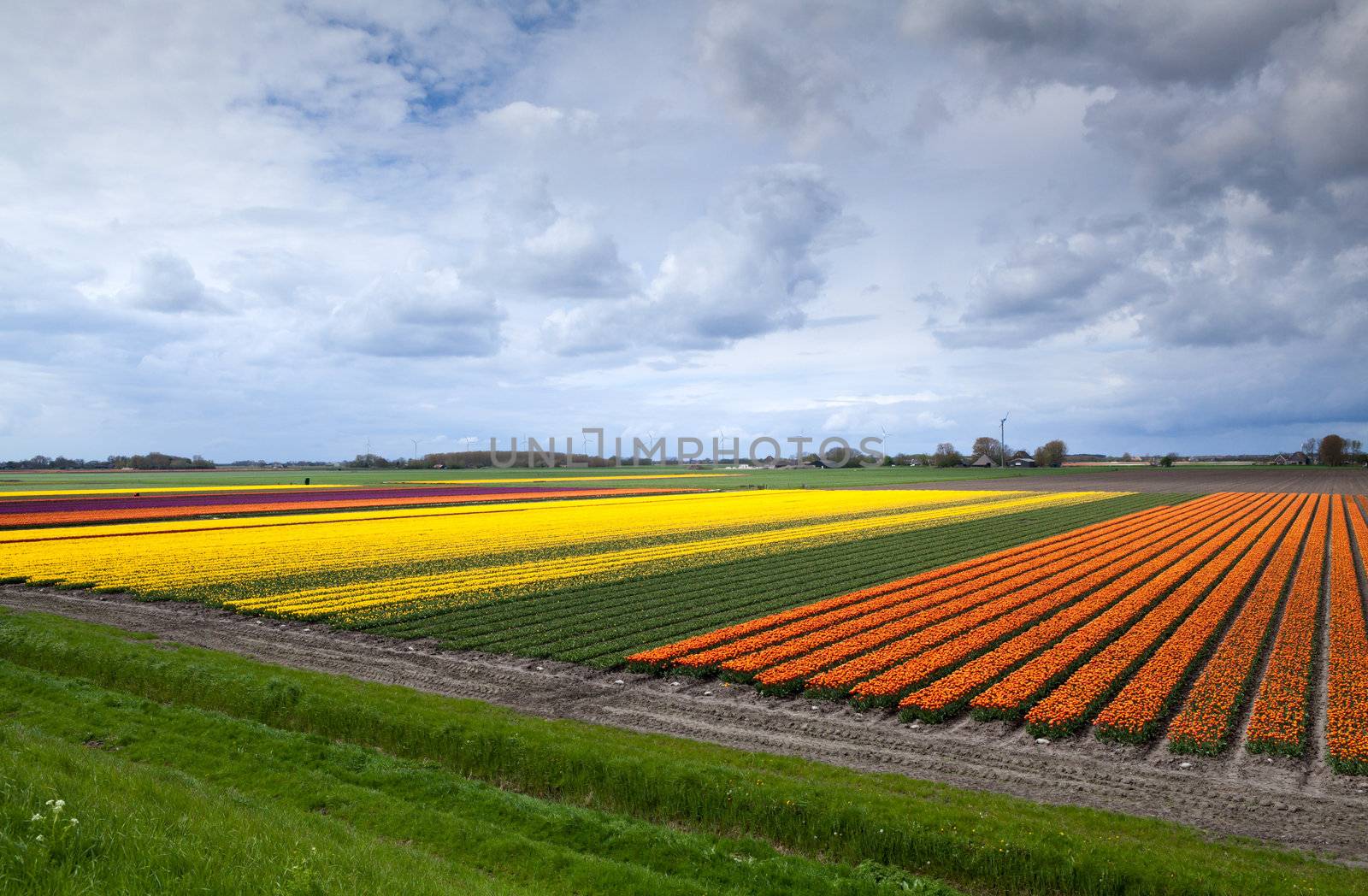 rows of orange and yellow tulip fields in Schagen, Netherlands