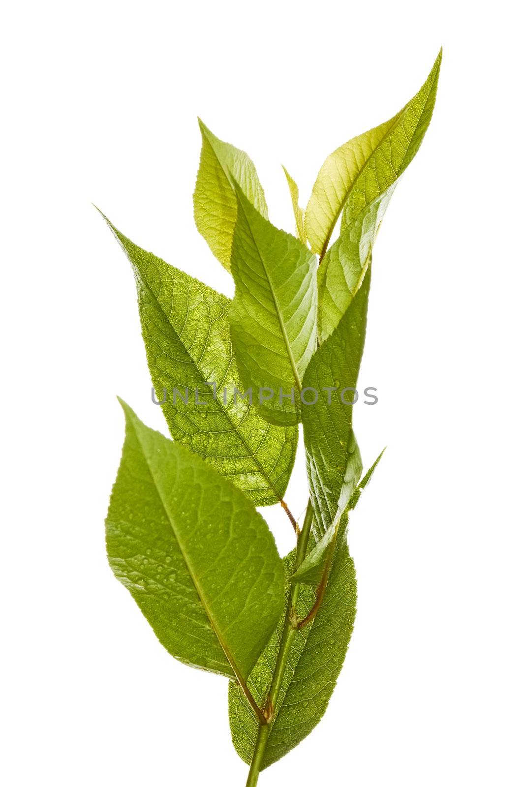 Young cherry branch with water drops isolated on white background