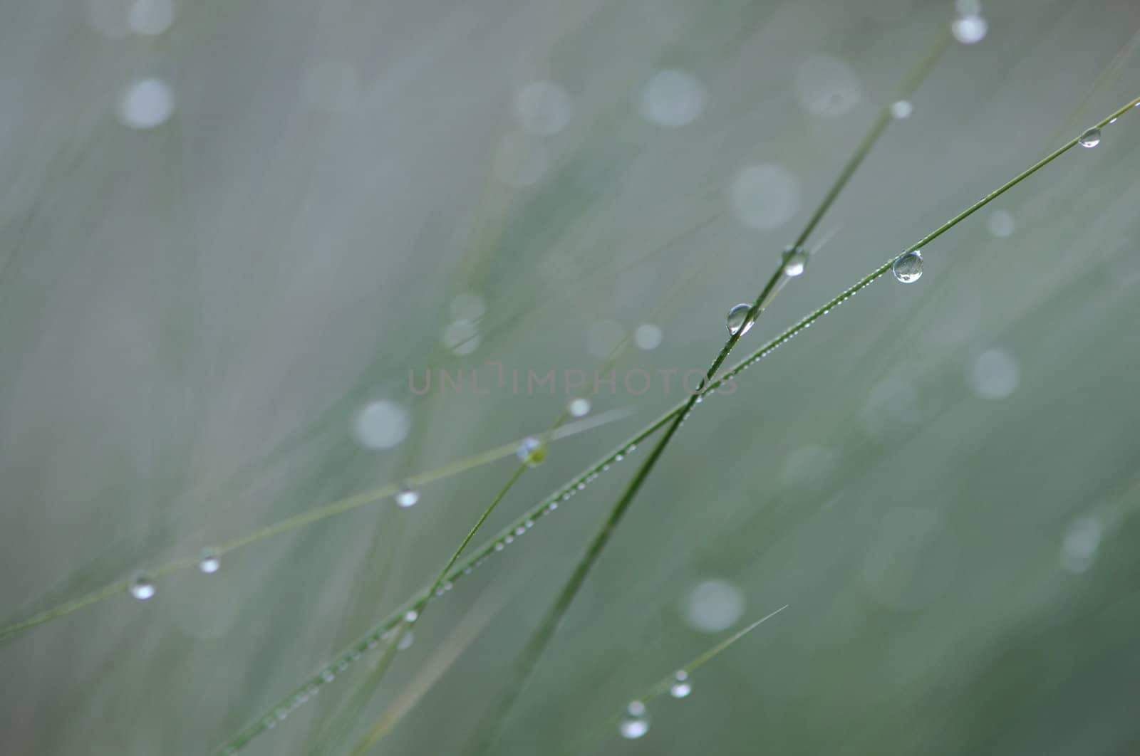 Many Water Drops on Grass with a Blurred Background