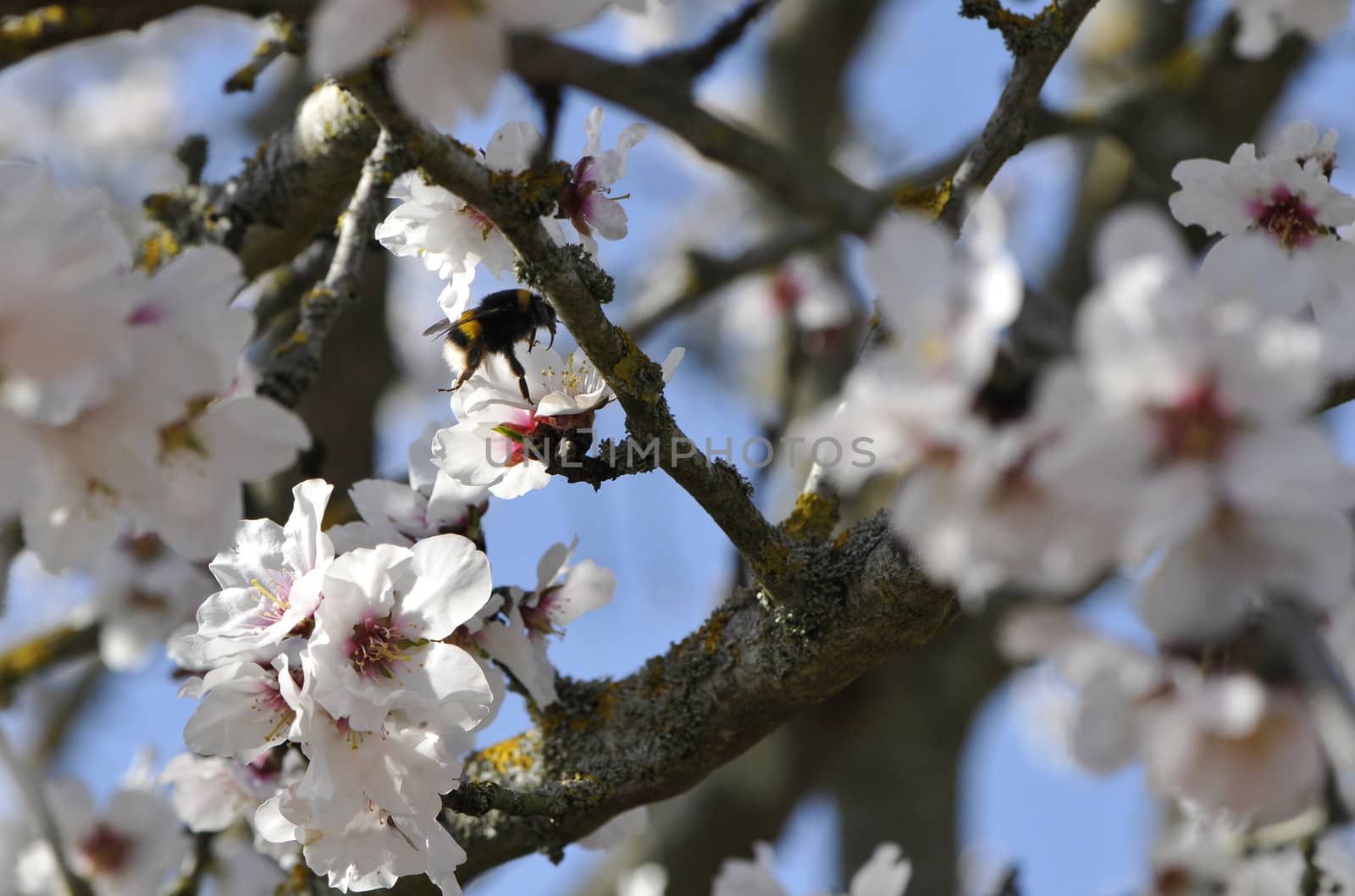 Many White Flowers on a tree with a Bumblebee
