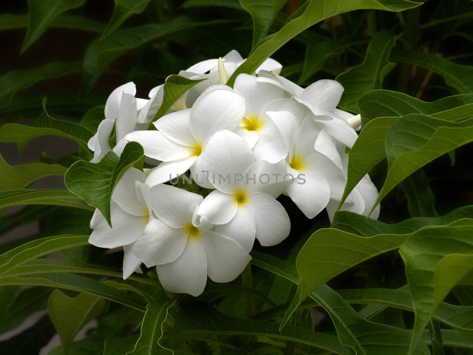 White Frangipanis or plumeria in natural environment on leaves background